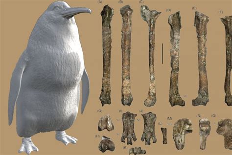 human sized penguin|penguin fossils.